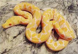 黃金蟒[小說人骨拼圖中怪獸]