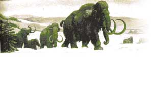 滅絕於第四紀冰川初期的毛象