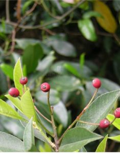 饒平石楠 饒平石楠