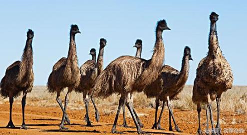 為了消滅世界上第二大鳥類,這個國家竟然動用了炮兵團士兵 為了消滅世界上第二大鳥類,這個國家竟然動用了炮兵團士兵