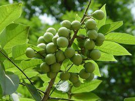 無患子目 無患子目