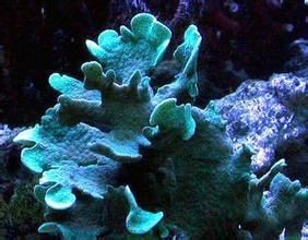 繡球雀屏珊瑚