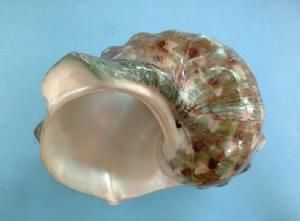 夜光蠑螺 夜光蠑螺