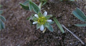 絹毛山莓草 絹毛山莓草