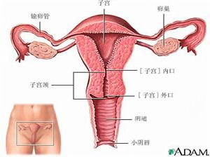 女性生殖生理
