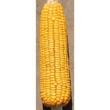 新鐵十號 新鐵十號