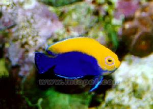 美國火背神仙 美國火背神仙