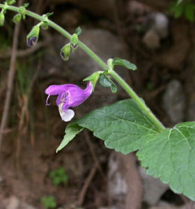 褐毛甘西鼠尾 褐毛甘西鼠尾
