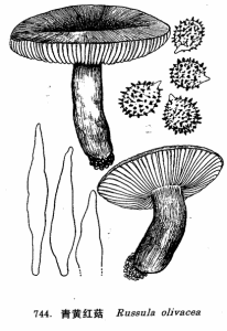黃褐紅菇 黃褐紅菇