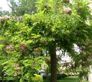 黃綠香青 黃綠香青