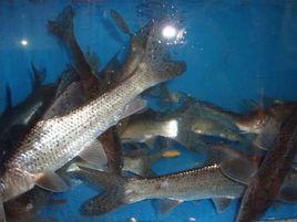 花魚骨魚混養技術 花魚骨魚混養技術