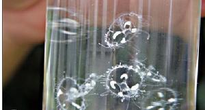 杭州賓館水池發現“活化石”桃花水母