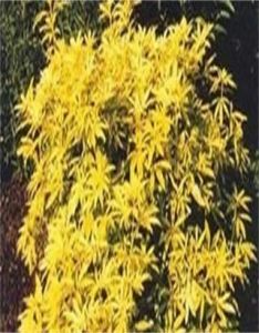 金指墨西哥橘 金指墨西哥橘