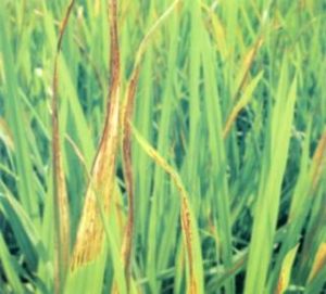 水稻赤枯病 水稻赤枯病