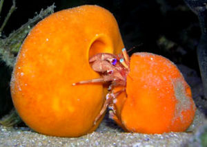 海綿寄居蟹 海綿寄居蟹