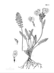 環喙馬先蒿 環喙馬先蒿