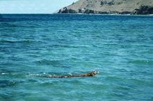科莫多巨蜥可在大海中游泳