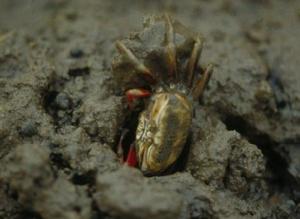 毛招潮蟹 毛招潮蟹