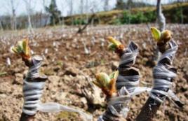 獼猴桃嫁接技術 獼猴桃嫁接技術