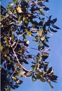 潞西胡頹子 潞西胡頹子