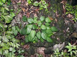基心葉冷水花系 基心葉冷水花系