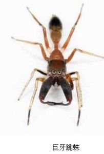 巨牙跳蛛 巨牙跳蛛