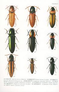 豹紋斑叩甲 豹紋斑叩甲