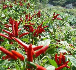 七姐妹朝天椒 七姐妹朝天椒