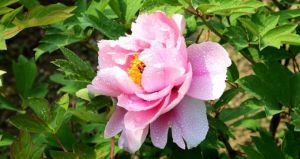 牡丹雖好,終須綠葉扶持 牡丹雖好,終須綠葉扶持