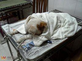 宜賓虐狗事件 宜賓虐狗事件