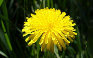 蒲公英花 蒲公英花