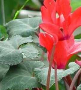 仙客來根結線蟲病 仙客來根結線蟲病