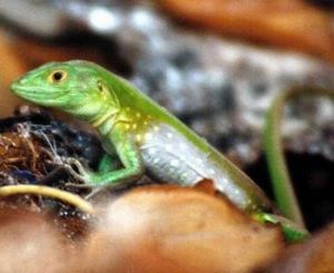 綠背樹蜥 綠背樹蜥