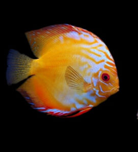 多彩神仙魚 多彩神仙魚