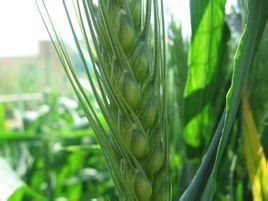 杜蘭小麥 杜蘭小麥