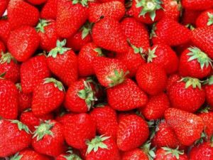 西藏草莓 西藏草莓