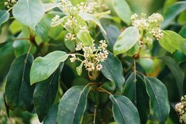 闊葉茶藨子 闊葉茶藨子