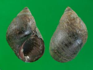 芝麻螺科 芝麻螺科