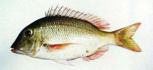 長裸頂鯛 長裸頂鯛