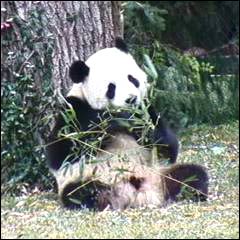 臥龍自然保護區