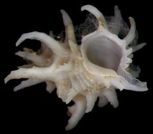 灌木花仙螺 灌木花仙螺