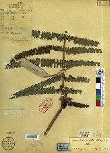 遠羽裏白 遠羽裏白