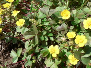 西山委陵菜 西山委陵菜