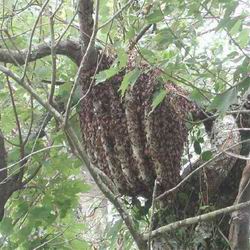 西方蜜蜂在樹叢中營巢
