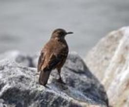 逐浪抖尾地雀 逐浪抖尾地雀