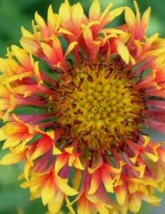 德國國花 德國國花