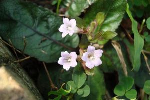 半插花屬 半插花屬