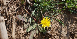 山地蒲公英 山地蒲公英