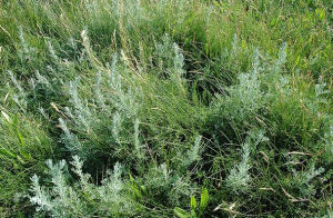 沙灣絹蒿 沙灣絹蒿