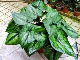 大葉細辛 大葉細辛